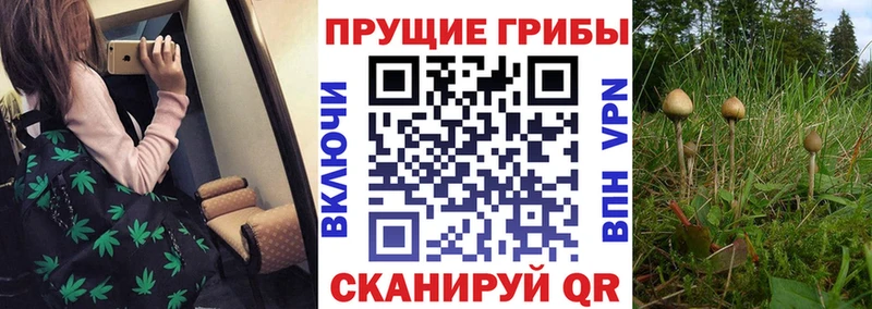 купить наркотики цена  Ужур  Галлюциногенные грибы MAGIC MUSHROOMS 